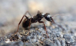 ant in basement