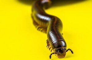 millipede crawl space pest