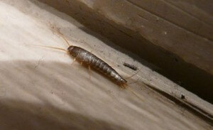 silverfish in crawl space