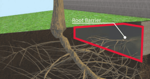 Root barrier foundation protection